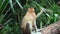 Wild Proboscis monkey or Nasalis larvatus.