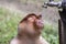 Wild Proboscis monkey or Nasalis larvatus, drinks water of Borneo, Malaysia