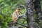 Wild Proboscis monkey or Nasalis larvatus, in rainforest of Borneo, Malaysia