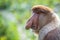 Wild Proboscis monkey or Nasalis larvatus, in rainforest of Borneo, Malaysia