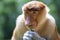 Wild Proboscis monkey or Nasalis larvatus, in rainforest of Borneo, Malaysia