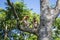 Wild Proboscis monkey or Nasalis larvatus, in rainforest of Borneo, Malaysia