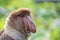 Wild Proboscis monkey or Nasalis larvatus, in rainforest of Borneo, Malaysia