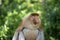 Wild Proboscis monkey or Nasalis larvatus, in rainforest of Borneo, Malaysia