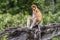 Wild Proboscis monkey or Nasalis larvatus, in rainforest of Borneo, Malaysia