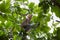 The Wild Proboscis Monkeys of Bako National Park, Sarawak Province, Malaysia