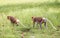 The Wild Proboscis Monkeys of Bako National Park, Sarawak Province, Malaysia