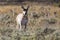 Wild pronghorn grazing in Yellowstone National Park