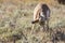 Wild pronghorn grazing in Yellowstone National Park