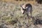 Wild pronghorn grazing in Yellowstone National Park