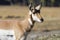 Wild pronghorn grazing in Yellowstone National Park