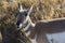 Wild pronghorn grazing in Yellowstone National Park