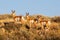 Wild Pronghorns in Wyoming