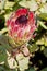 Wild Protea with open head