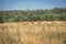 Wild Przewalski horses