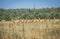 Wild Przewalski horses