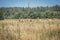 Wild Przewalski horses