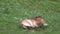 Wild Przewalski Horses in Natural Habitat in The Meadow of Mongolia