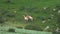 Wild Przewalski Horses in Natural Habitat in The Meadow of Mongolia