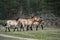 Wild Przewalski horses near a forest