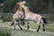 Wild Przewalski horses near a forest fighting with each other