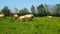 Wild Przewalski`s horses in Hortobagyi National Park in Hungary.