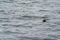 Wild puffin bird swimming in Resurrection Bay in Alaska Kenai Fjords National Park