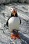 Wild Puffin on Seal Machias island in the North Atlantic