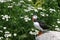 Wild Puffin on Seal Machias island in the North Atlantic