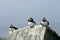 Wild Puffin on Seal Machias island in the North Atlantic