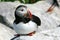 Wild Puffin on Seal Machias island in the North Atlantic