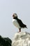 Wild Puffin on Seal Machias island in the North Atlantic