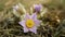 Wild Pulsatilla grandis greater pasque flower blooming bloom detail violet, close-up blooming purple blossom snow