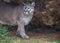 Wild Puma, Cougar, Mountain lion in jungle cave