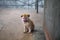 wild puppy small dog sitting on stone floor. Outdoor winter foggy weather. Little homeless dog