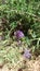 Wild Purple Alfalfa Flower Macro