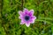 Wild purple anemone