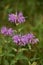 Wild Purple Bee Balm Blooming and Flowering