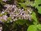 Wild Purple Common Heather, Calluna vulgaris, blossom with waterdrops close-up, selective focus, shallow DOF