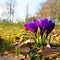 Wild purple crocus in the park