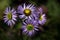 Wild Purple Daisies