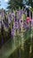 Wild purple field flowers similar to lavender