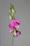 Wild purple flower blossom close up botanical background lathyrus latifolius family leguminosae high quality big size modern