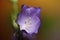 Wild purple flower blossom close up campanula persicifolia family campanulaceae high quality background big size print