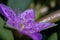 Wild purple flower macrophoto close up Sesuvium portulacastrum is a sprawling perennial herb commonly known as shoreline