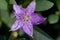 Wild purple flower macrophoto close up Sesuvium portulacastrum top view of a sprawling perennial herb commonly known as