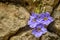 Wild purple flower between rocks