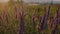 Wild purple flower on sunset background.