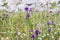 Wild purple flowers in the alpine meadows in the mountains