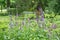 Wild purple flowers of Delphinium consolida, Consolida orientalis in a park flowerbed. Weed. Treatment plant. landscape design.